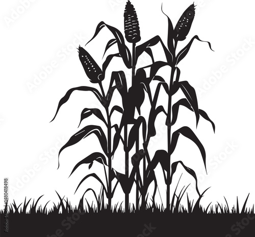 Silhouette growing corn with leaves vegetable harvest on white background