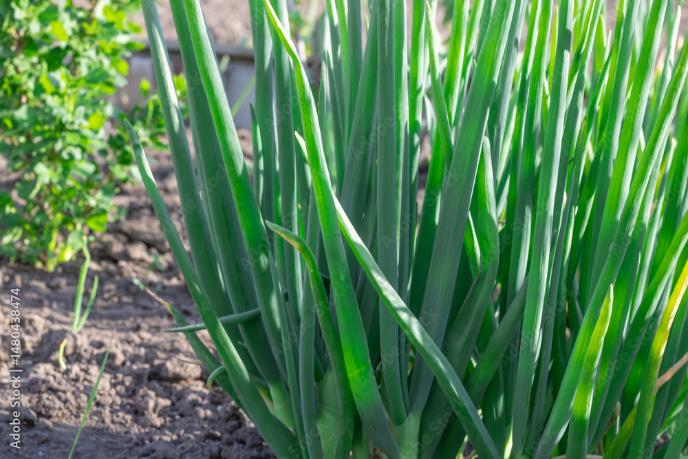 Vegetable beds with green onion tops of egyptian walking onion in kitchen garden. In row feathers tree onions or multistage onions of allium proliferum in germinat in springtime. Multitiered organic. Vegetable beds with green onion tops of egyptian walking onion in kitchen garden. In row feathers tree onions or multistage onions of allium proliferum in germinat in springtime. Multitiered organic.