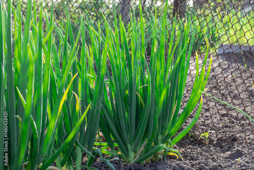Foto Vegetable beds with green onion tops of egyptian walking onion in kitchen garden