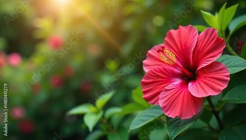 Vibrant hibiscus flowers in full bloom, a stunning garden scene , flower garden, background, red