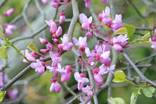 Φωτογραφία Cercis canadensis ‘Lavender Twist’, the eastern redbud tree, in flower