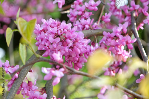 Photos Cercis canadensis ‘Lavender Twist’, the eastern redbud tree, in flower
