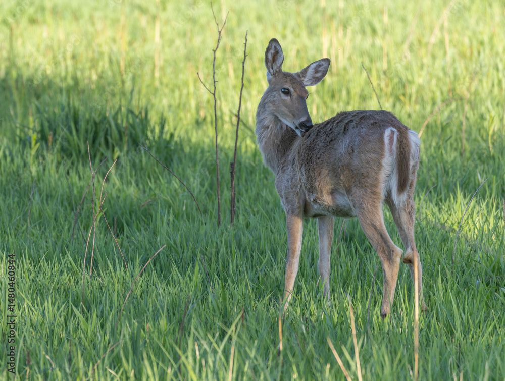 Naklejka premium Deer in a Lush Green Meadow