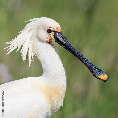 portrait of a spoonbill