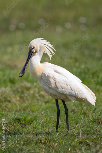 A spoonbill stands on a meadow