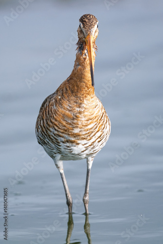 black-tailed godwit standing in water