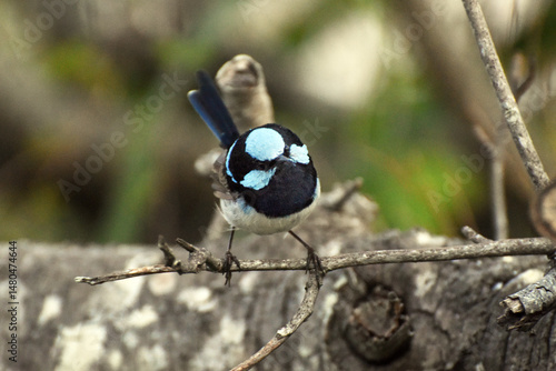 The Male Superb Fairy-wren (Malurus cyaneus) is a dazzlingly beautiful songbird native to Australia, known for its vibrant plumage and lively behavior