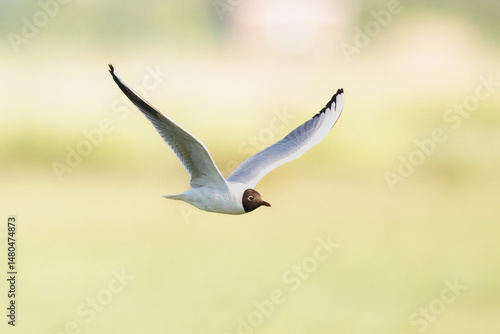 Flying black-headed gull