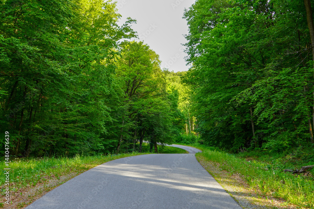 Obraz premium Country road in the middle of the forest. Beautiful, green forest in spring at sunrise. 
