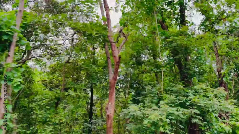 Scenic Roadside Forest Area with Lush Green Trees and Natural Vegetation | Peaceful Nature Walk Along the Forest Edge
Scenic Roadside Forest Area with Lush Green Trees and Natural Vegetation | Peaceful Nature Walk Along the Forest Edge