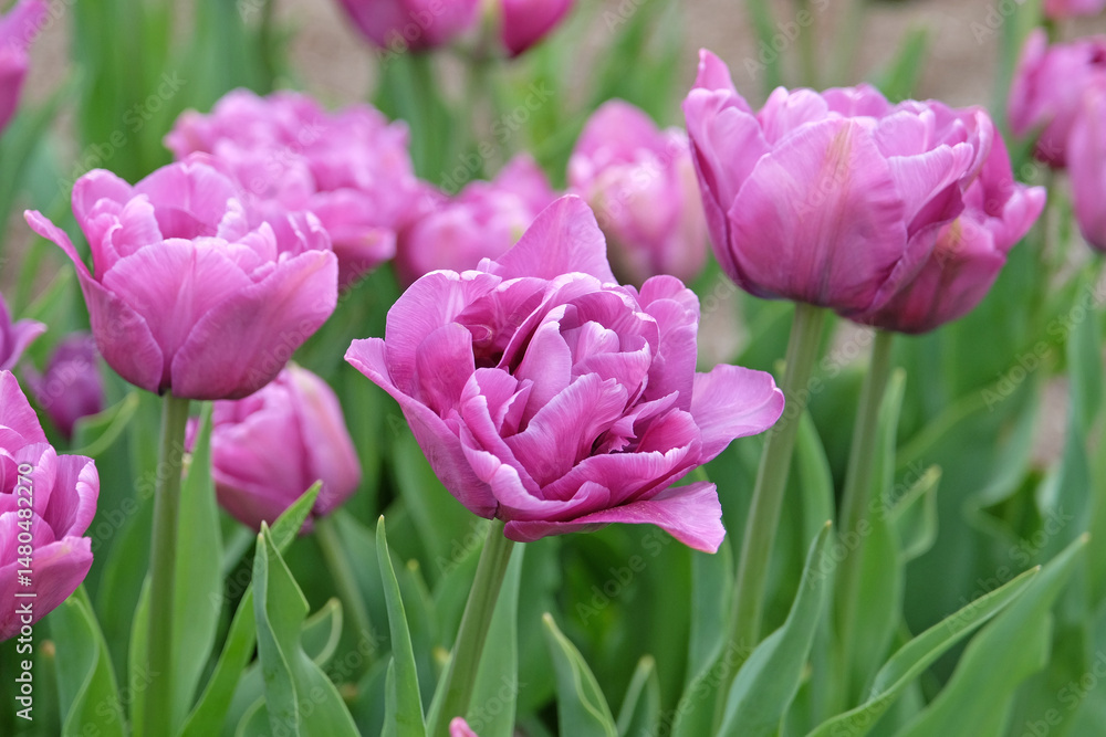 Fototapeta premium Purple double late Tulip, tulipa ‘Dancing Passion’ in flower.