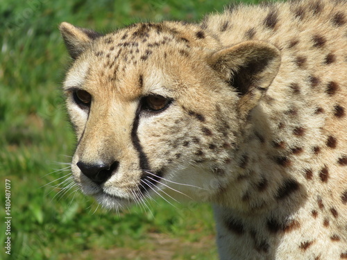 guépard grand félin savane Afrique 