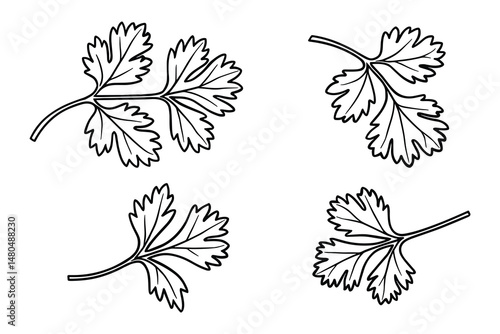 Four sprigs of cilantro in a simple black outline vector illustration.