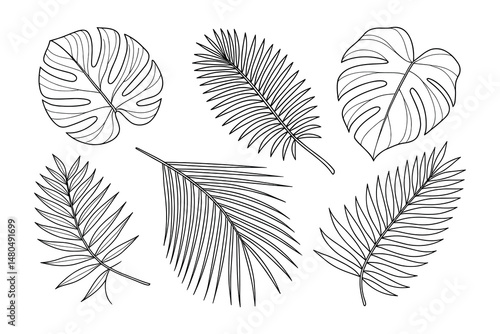 Vector outline illustration of various tropical leaves on white