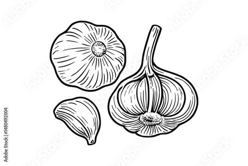 A Hand drawn vector illustration of garlic bulb with clove. Line art.