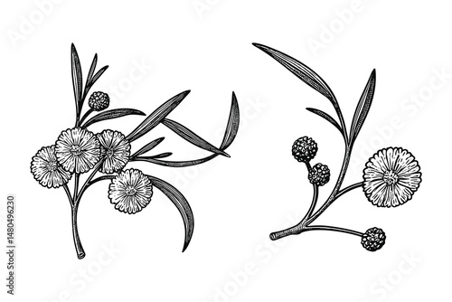 Hand drawn floral twigs illustration featuring flowers, leaves and berries.