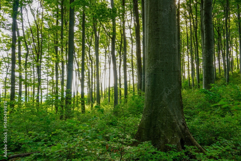 Naklejka premium Forest background. Dark forrest nature view.