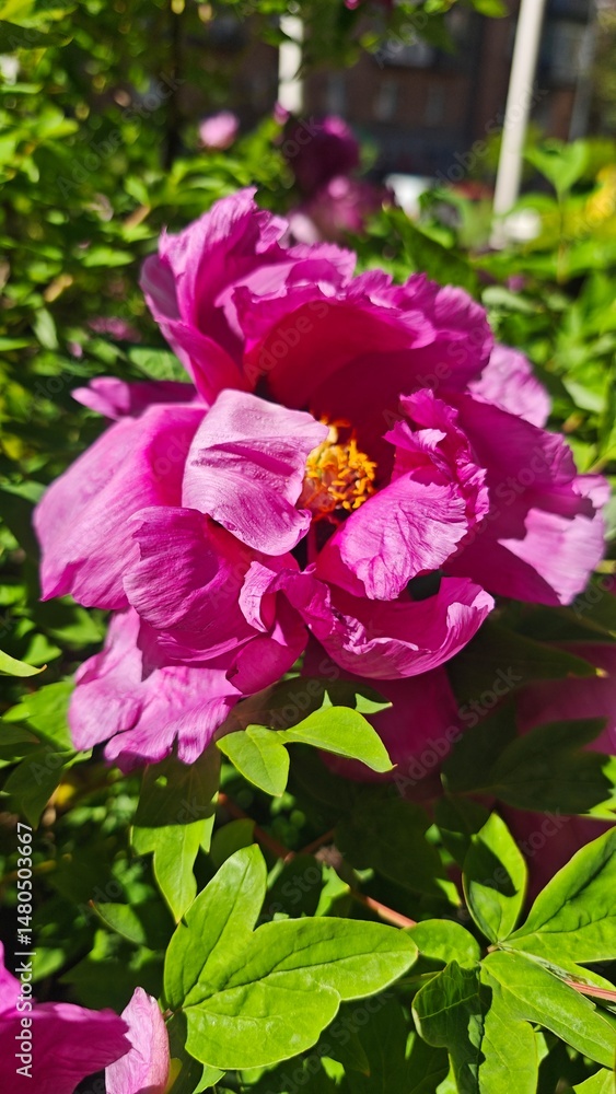 Fototapeta premium Bright pink peony flower blooming under the sunlight in a lush green garden. Symbol of beauty, romance and the arrival of spring