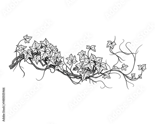 Detailed vector line drawing of climbing ivy vine with leaves and tendrils