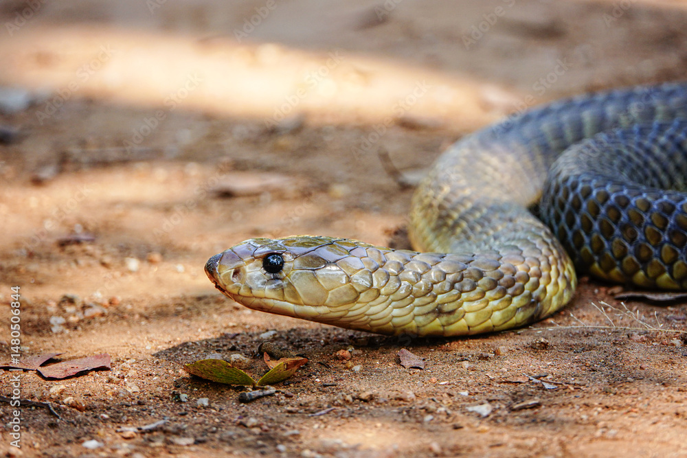Obraz premium snake, cobra in the wild, Africa 