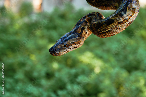 Fotografie Python in the wild, Africa