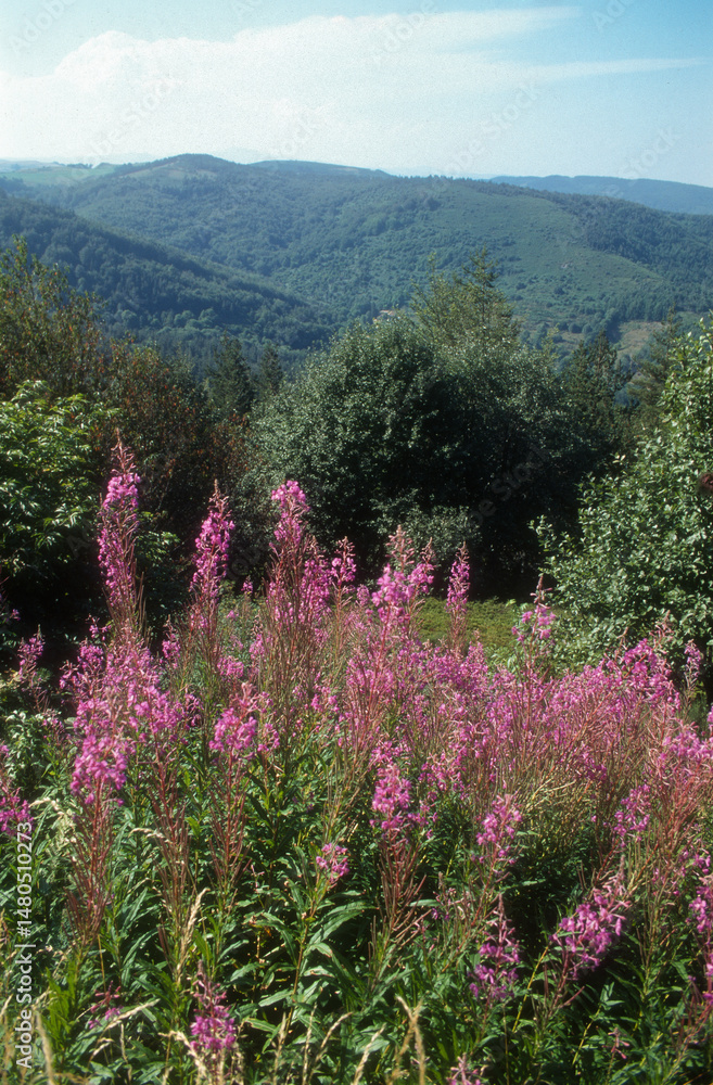 Obraz premium Chamaenerion angustifolium, Epilobe en épi, 07, Ardeche, France