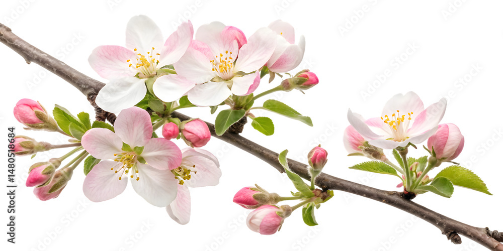 Fototapeta premium Branch of blooming apple blossoms with pink and white flowers and buds isolated on transparent background, AI Generative