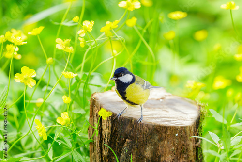 Little bird perching on old stump on yellow flowers background. Great tit