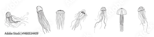 Jellyfish Illustrations in Art Ink Style