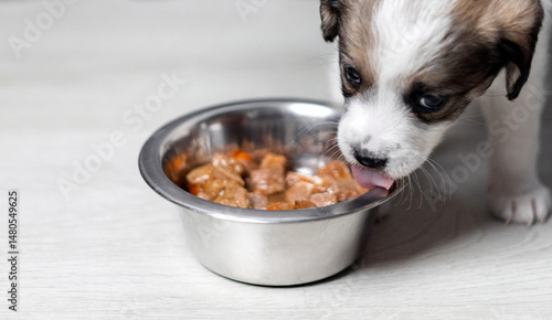 puppy eating wet food inside home on flour. baby dog with muzzle,nose inside bowl, close up, portrait. domestic pet top view. adorable,cute animal looking at camera.