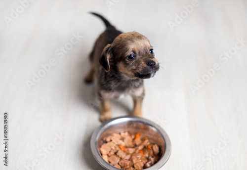 puppy eating wet food inside home on flour. baby dog with muzzle,nose inside bowl, close up, portrait. domestic pet top view. adorable,cute animal looking at camera.