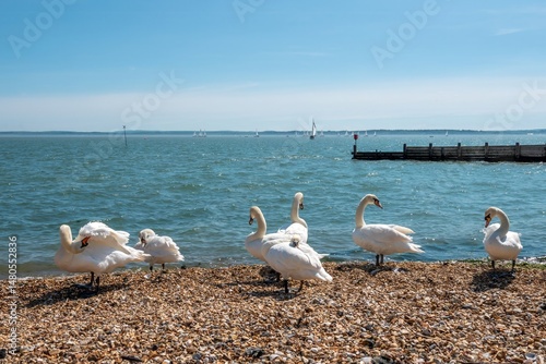 Mute Swans Cygnus Olor on the beach with blue sky and yachts in the sea in the background