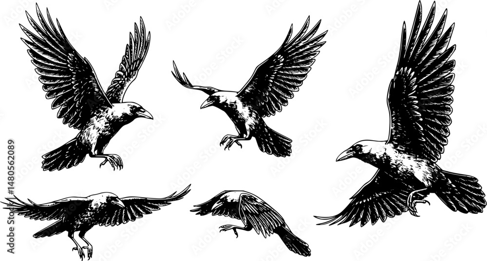 Fototapeta premium isolated black and white illustration of a flying bird crow front