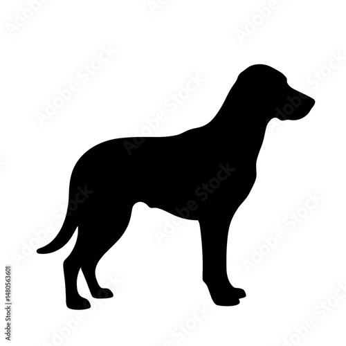 Silhouette of a Dog in Ultrasound Scan Room, Veterinary Procedure Concept