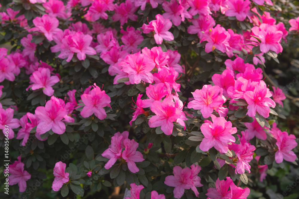 Bright pink azalia flowers blooming Bright pink azalia flowers blooming
