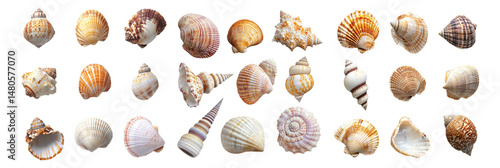 Assorted Colorful Seashells on White Background for Beach Decor, Isolated on Transparent, white background