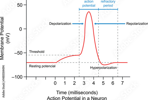 Nervous System - Diagram of transmission of nerve impulses. Impulse Conduction in Axons. Relationship to membrane voltage over time.