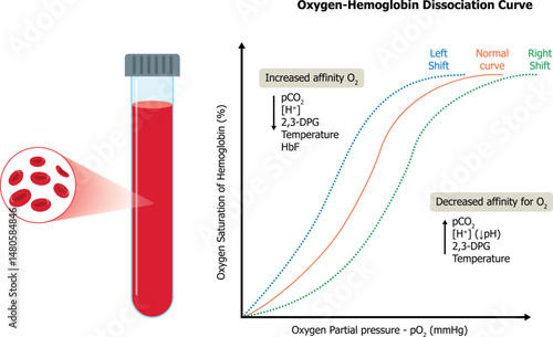 Oxygen-Hemoglobin dissociation curve or oxygen dissociation curve (ODC). Relationship of oxygen saturation to PO2. vector diagram.