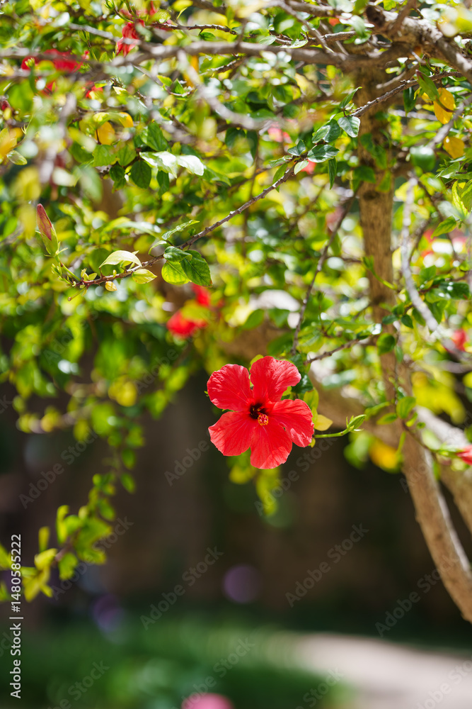 Obraz premium Red hibiscus flower blooming on a sunlit tree branch surrounded by green foliage.
