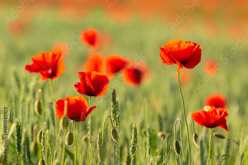 Red poppies blooming in a green field in Masuria, Poland.