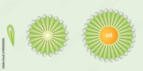 Detergents forming micelles with oil droplet. Soap molecules come together to form micelles.