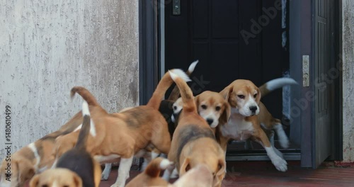Beagle dogs rushing out of a house's door create a lively and energetic scene, showcasing their playful nature and excitement as they form a dynamic pack in motion