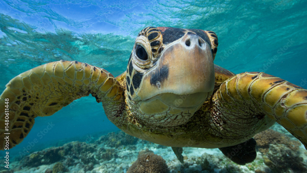 Obraz premium sea turtle swimming