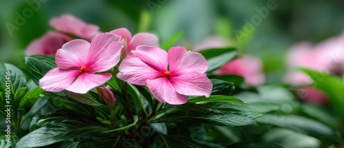 Close-up of Pink Vinca Flowers Blooming in Lush Garden Setting, Eye-Level View of Floral Beauty in Natural Light
