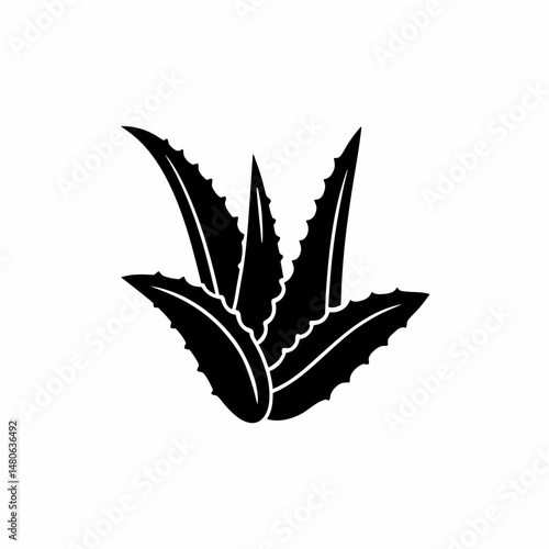 creative details Outline silhouette Aloe vera icon vector illustration 