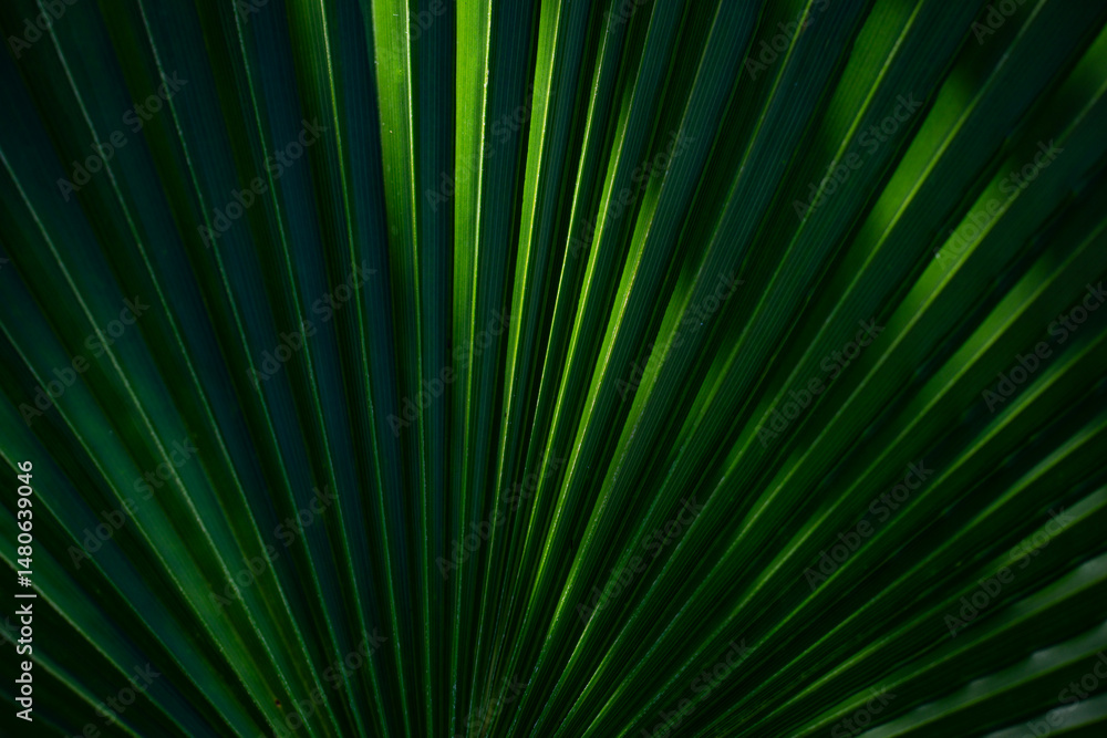 Obraz premium Pattern of palm leaves. Palm background. Green leaves wallpaper. Exotic jungle foliage. Green leaves tropical greenery. Green pattern. Palm leaves backdrop. Green palm background.