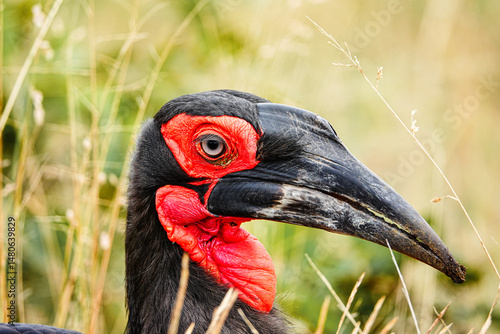Ground Hornbill in the wild, Africa 