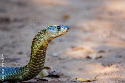 snake, cobra in the wild, Africa 