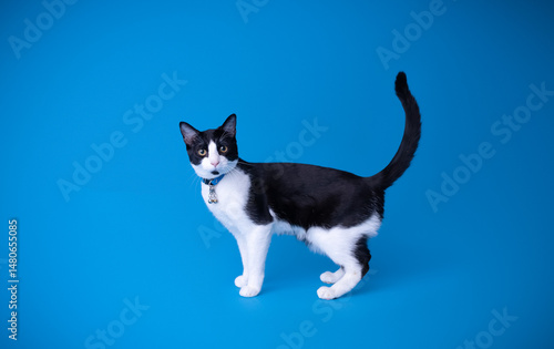 black and white cat on blue 