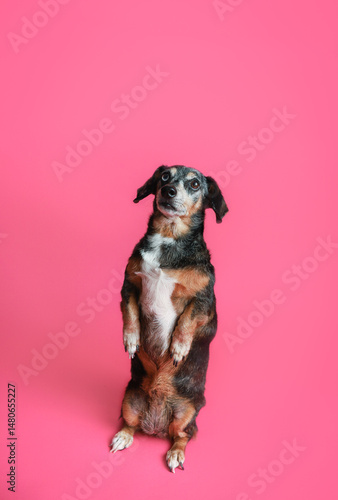 Dachshund dog sitting up begging 